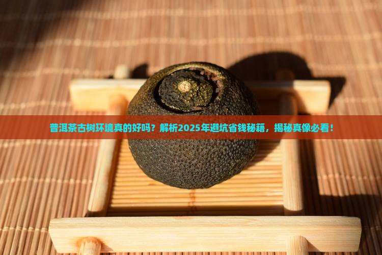普洱茶古树环境