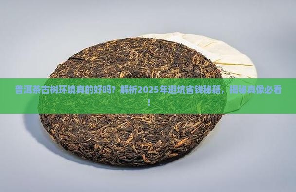 普洱茶古树环境