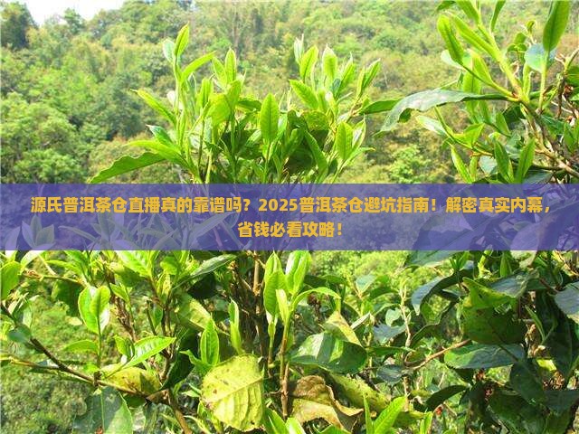源氏普洱茶仓直播