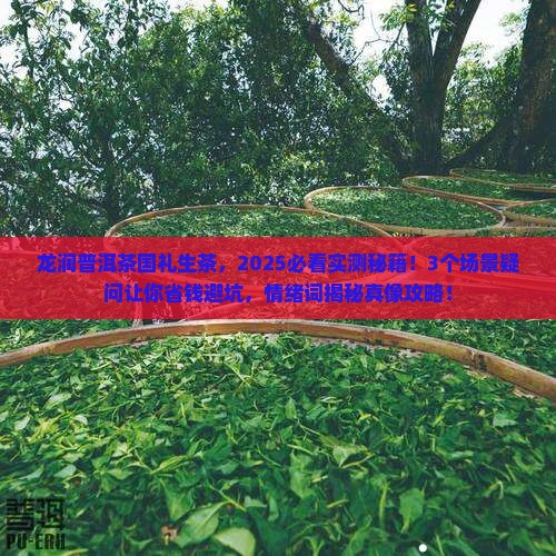 龙润普洱茶国礼生茶