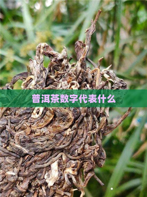 普洱茶第三个编号
