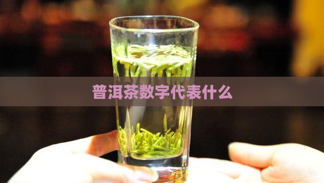 普洱茶第三个编号