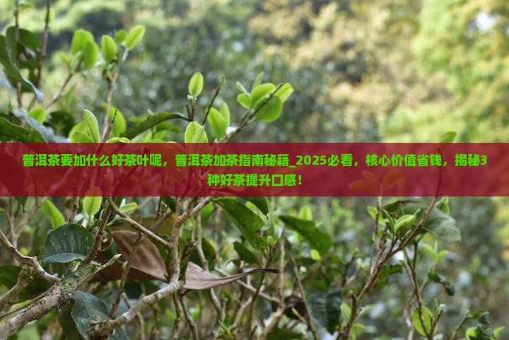普洱茶要加什么好茶叶呢