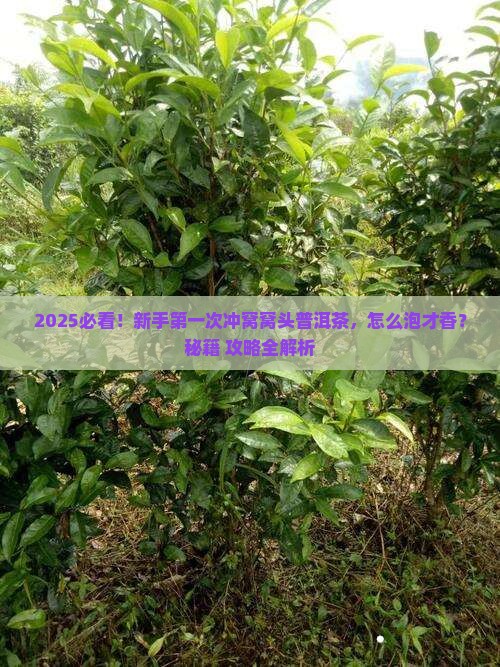 窝窝头样子的普洱茶怎么冲 窝窝头样子的普洱茶怎么冲