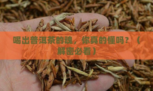 对普洱茶的感悟