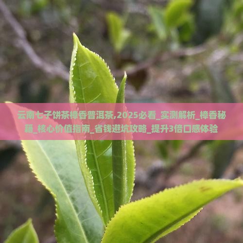 云南七子饼茶樟香普洱茶