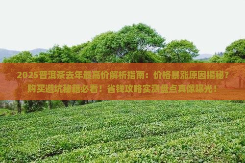 普洱茶去年最高价