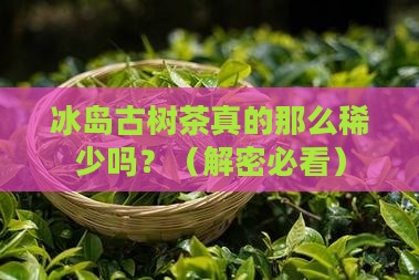 冰岛古树茶稀少吗