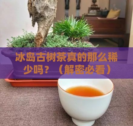 冰岛古树茶稀少吗