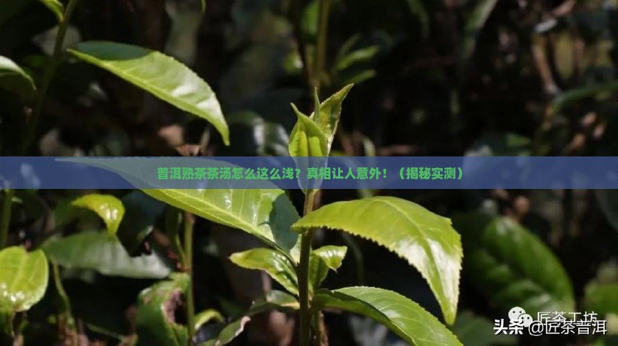 普洱茶熟茶茶汤浅