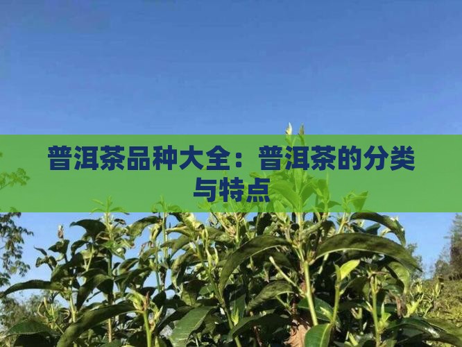 普洱茶分为哪几个品种