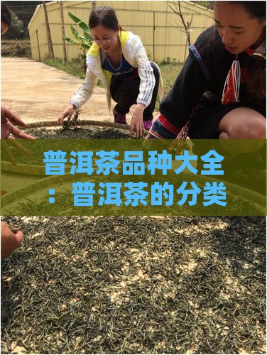 普洱茶分为哪几个品种
