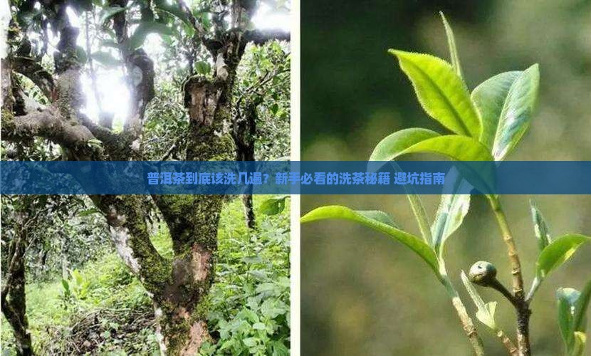 普洱茶应该洗几次泡茶喝
