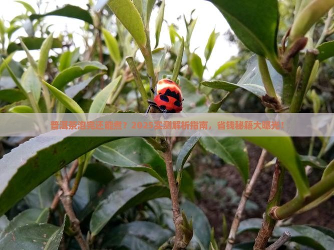 普洱茶泡完了再煮吗