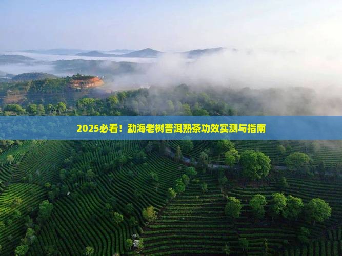 勐海老树普洱茶熟茶的功效