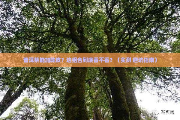 普洱茶能加陈皮吗