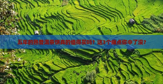 五年的熟普洱茶饼