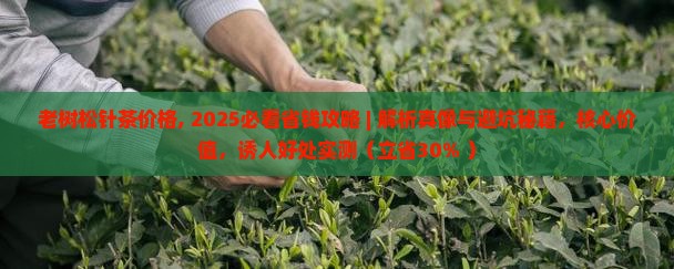 老树松针茶价格