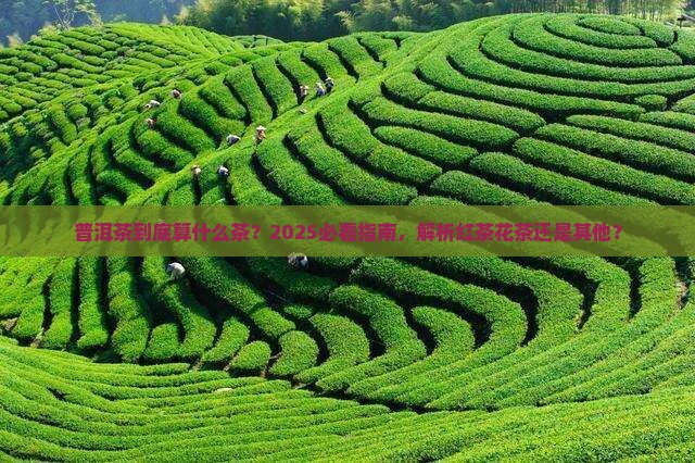 普洱茶是属于什么茶红茶花茶还是