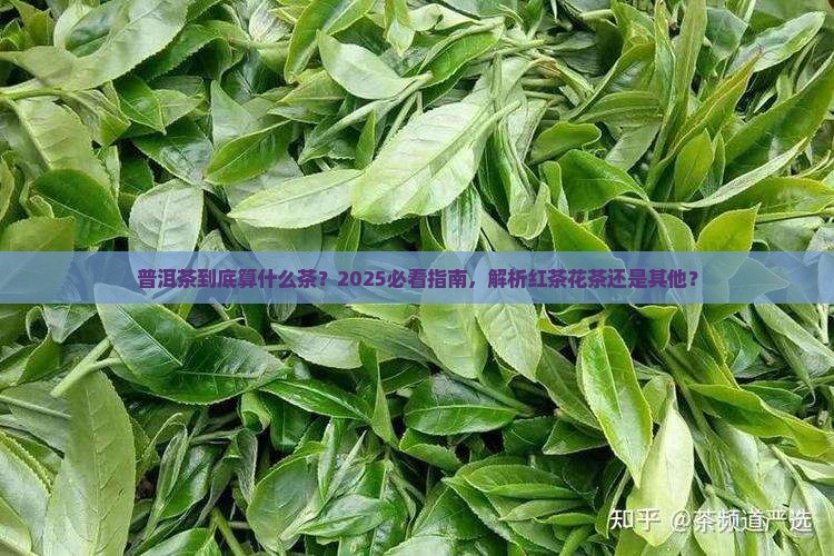 普洱茶是属于什么茶红茶花茶还是