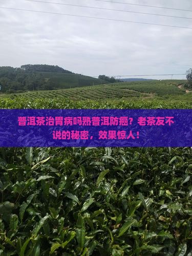 普洱茶治胃病吗熟普洱防癌