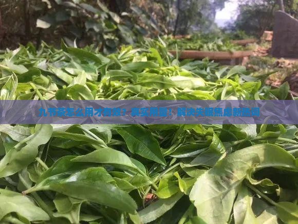 九节茶的用法与用量