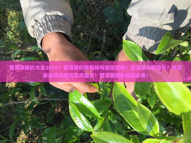 普洱茶报价大全