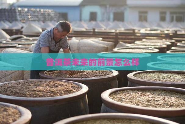 普洱茶未来的前景怎么样