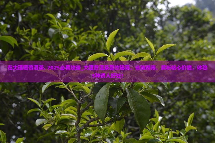 在大理喝普洱茶