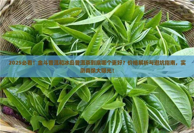 金斗普洱和冰岛普洱茶