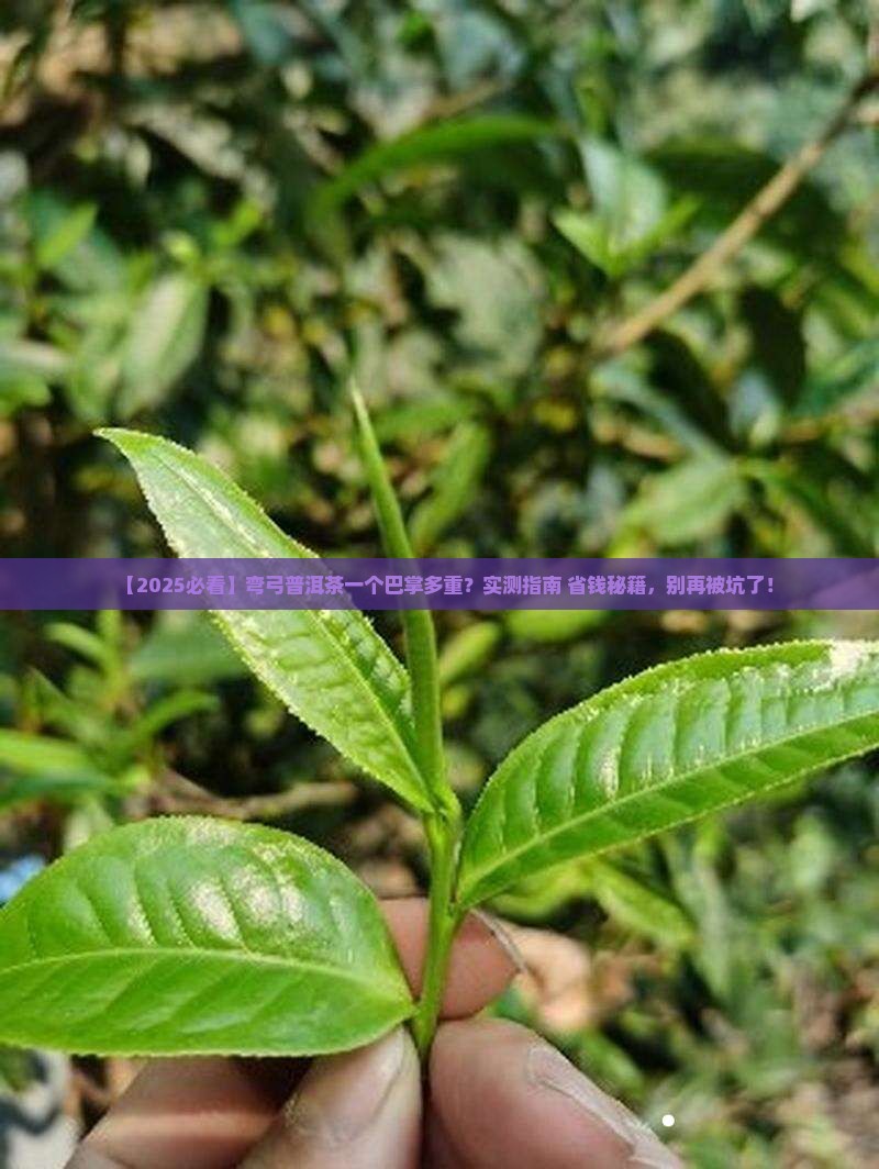 弯弓普洱茶一个巴掌多重
