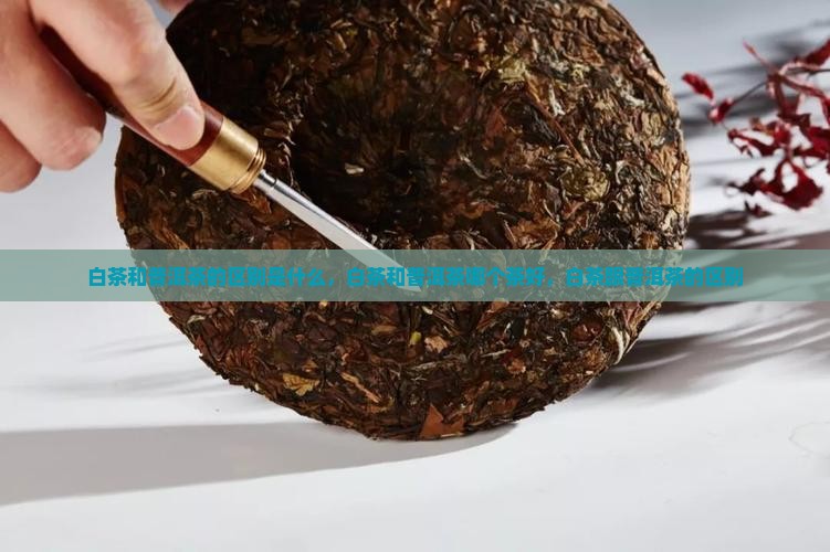 白茶和普洱茶的区别是什么