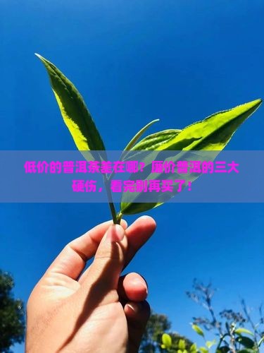 低价的普洱茶差在哪 低价的普洱茶差在哪