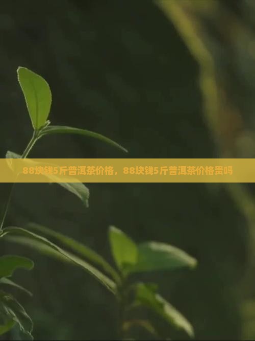 88块钱5斤普洱茶价格