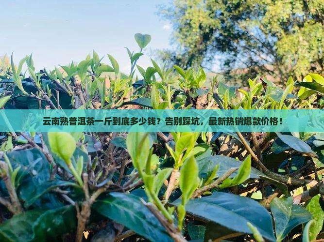 云南熟普洱茶多少钱一斤