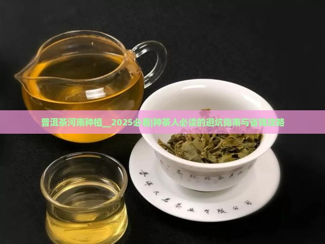 普洱茶河南种植