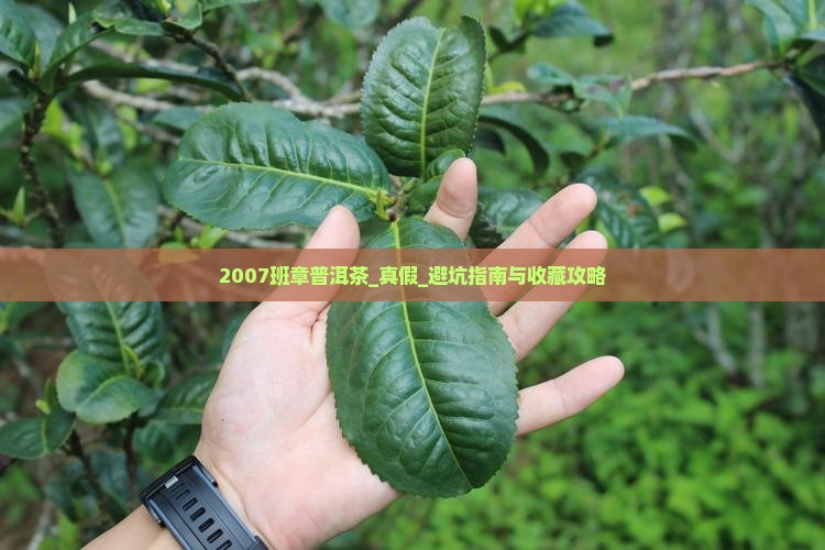 2007班章普洱茶