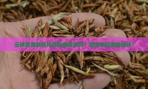 云祯普洱茶茗月