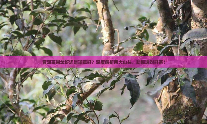 普洱茶易武好还是班章好
