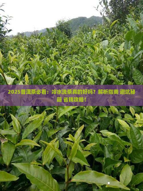 普洱茶先用冷水洗