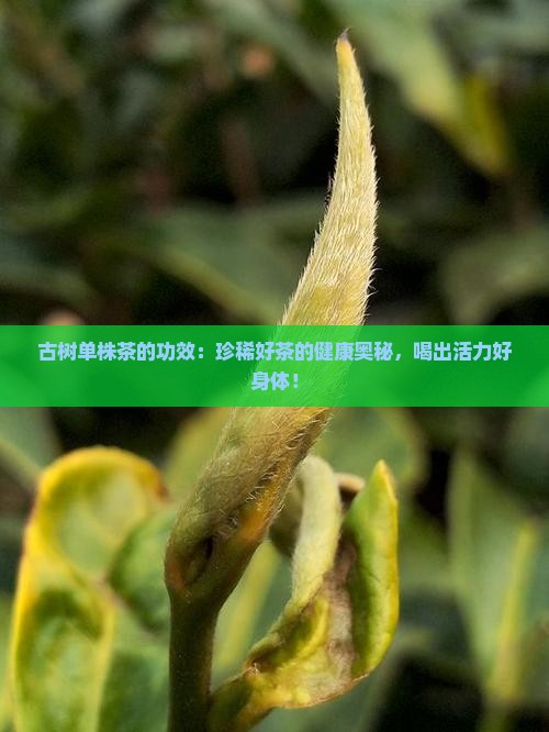 古树单株茶的功效