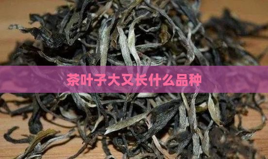 茶叶子大又长什么