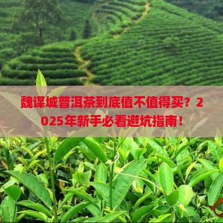 魏谋城普洱茶怎么样啊多少钱