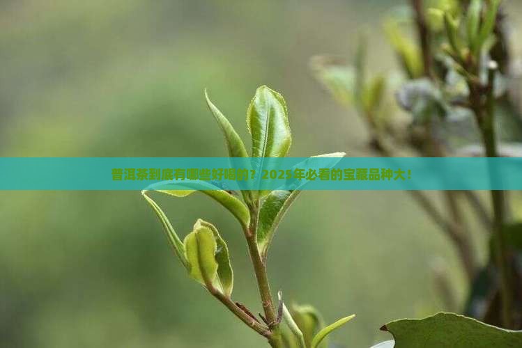 普洱茶有什么品种好的