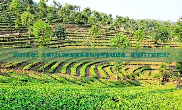 大益7262普洱茶怎么样