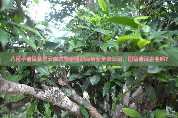 八角亭普洱茶是国营企业吗
