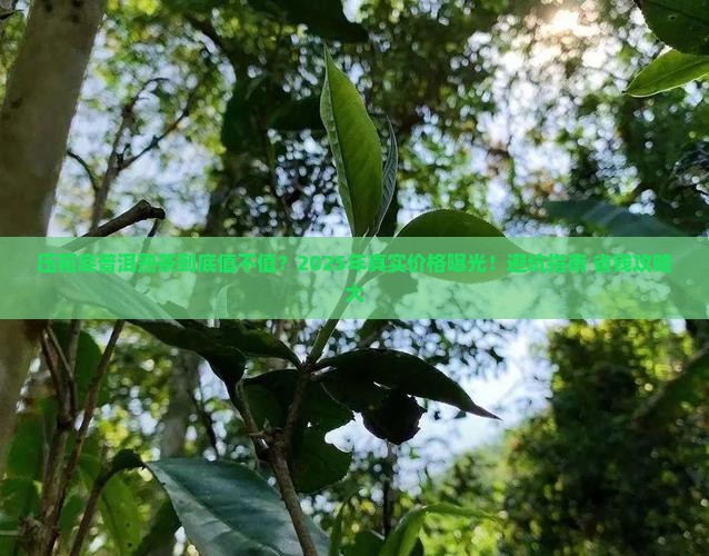 压箱底普洱茶熟茶价格