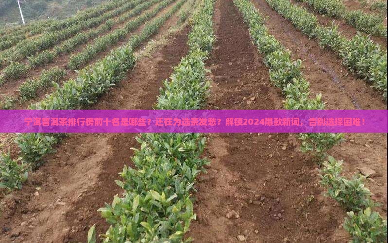 宁洱普洱茶品牌排行榜前十名