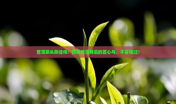 普洱茶头陈佳伟