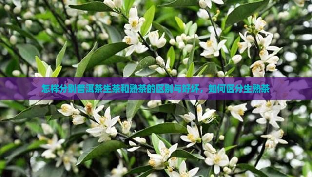 怎样分别普洱茶生茶和熟茶